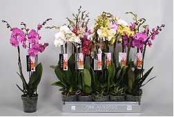 P. Phalaenopsis Mixta 12/75cm 8KL 2T x12