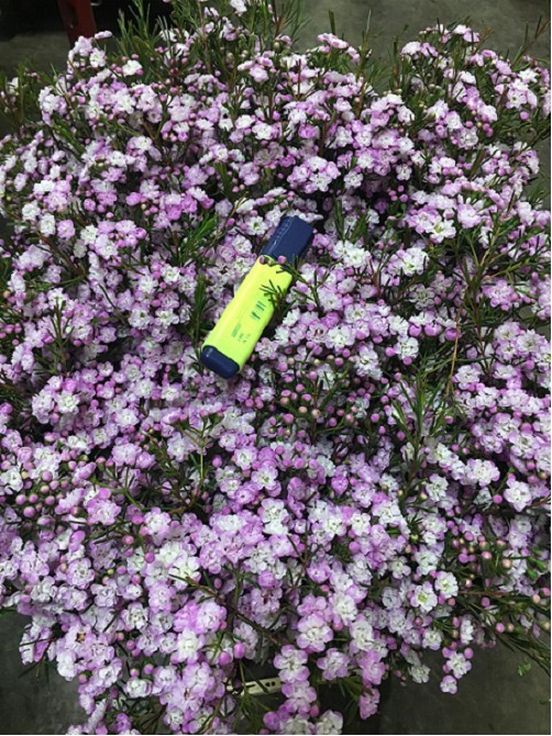 Flor Cera Hol. Un Danc Queen 60cm 40gr x5 Rs