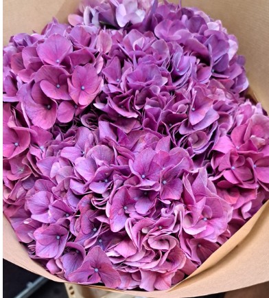 Hortensia Hol. Purple Haze 60cm 18/20 Mor.