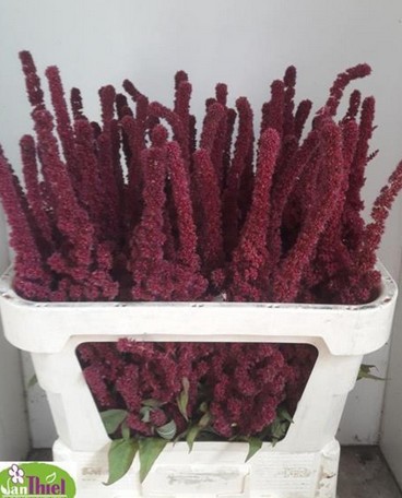 Amaranthus Hol. Recto Rojo 55cm