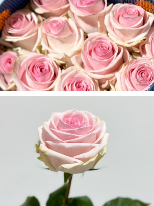 Rosa Ecu. Lorraine 50cm