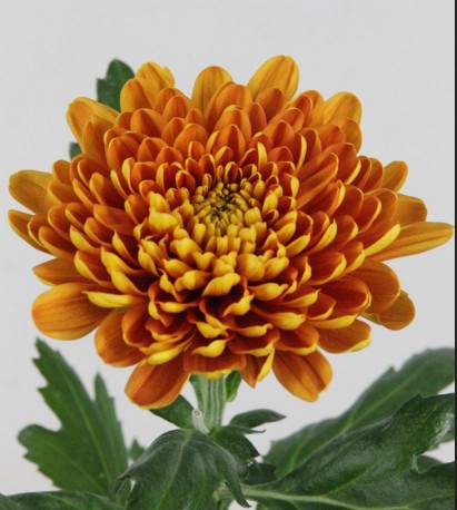 Uniflor Hol. Bellavista 75gr nar.