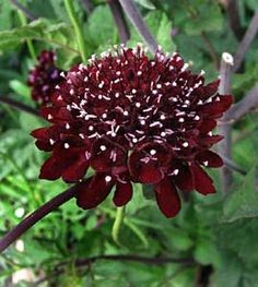 Scabiosa Atro Raspbe Scoop 55cm x10