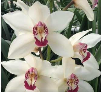Cymbidium Ivory 80cm Bl/Cr.