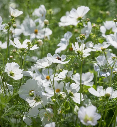Cosmos Bipinnatus White 55cm "CC90"
