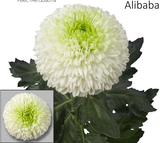 Uniflor Hol. Alibaba 70cm 80gr Bl.