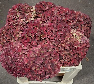 Hortensia Hol. Rubyred Classic 50cm �15/18