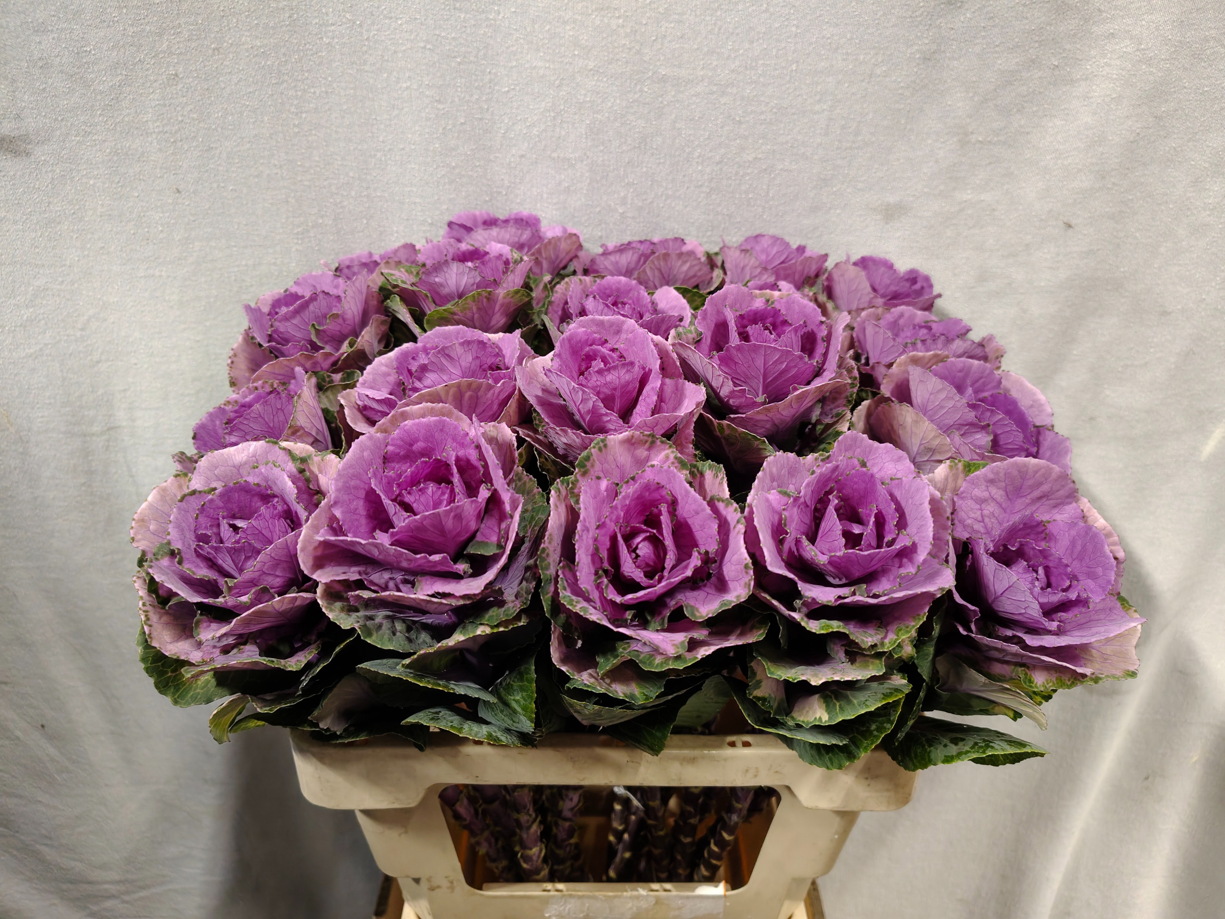Brassica Hol. Olga 60cm Mo