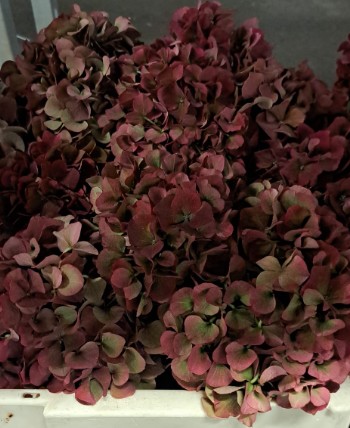 Hortensia Hol. Pink Ruby Classic 50cm 16/18