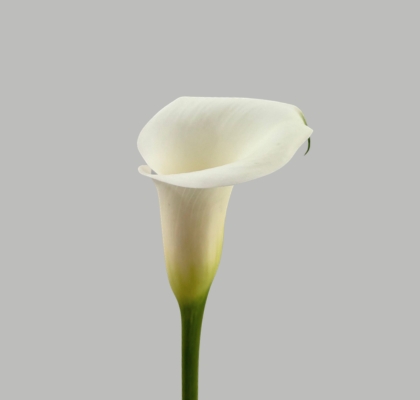 Calla Ivory Art 40cm