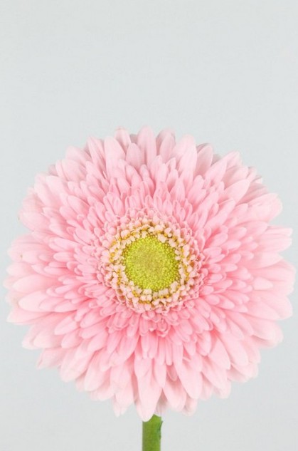 Gerbera Hol. Fem Rs. "T25"