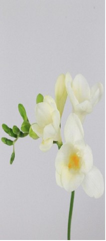 Fresia Hol. White River 50cm 20gr "T50"