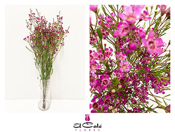 Flor Cera Hol. Un Hot Pink 70cm 50gr Fuc. "T25"