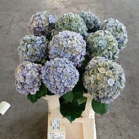 Hortensia M. Adora Classic  60cm �16/18 Rs.