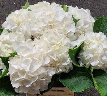 Hortensia Hol. Verena White 60cm 16/18