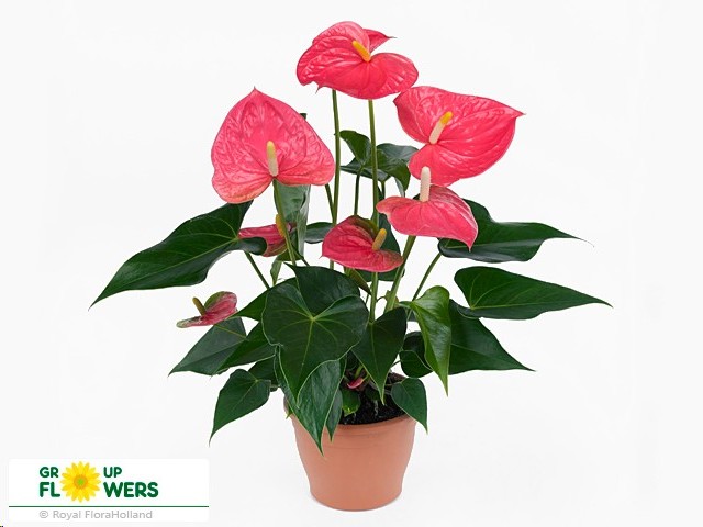P. Anthurium An Colorado 14/55cm x8 +5flores