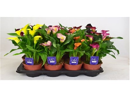 P. Calla Mixta 14/40cm x8  6+flores