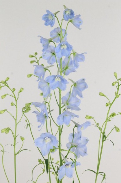 Delphinium Hol. En Ballkleid 50cm "T10"