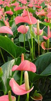 P. Anthurium An Pink Champion 14/50cm  x8 +7 Flores