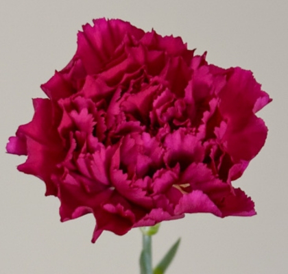 Clavel Col. Fancy Morado