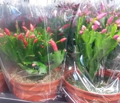 P. Rhipsalidopsis mixto 3kl 17/30cm x6