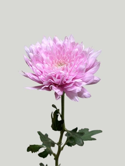 Uniflor Col. Petrushka Rosa