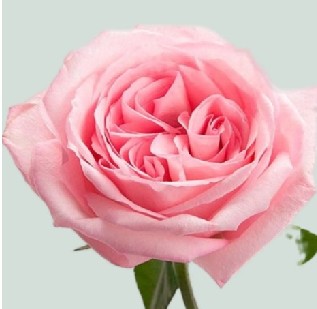 Rosa Ecu. Pink O'hara 40cm x25 (7 Dias-2)