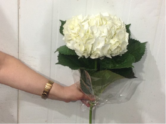 Hortensia Select Blanca 60cm 15/16 "CC40"