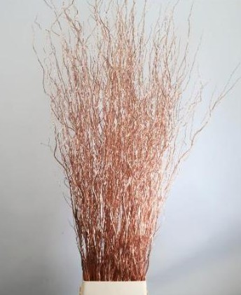 Salix Tintado Cobre 140cm x10