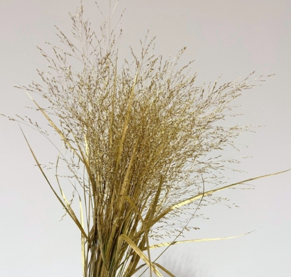 Siergras Overig Pintado Oro 95cm "T50"