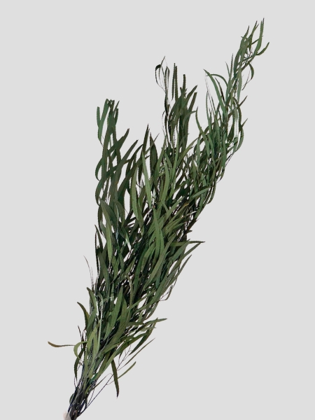 Eucalipto Nicholi Preservado 40/60cm