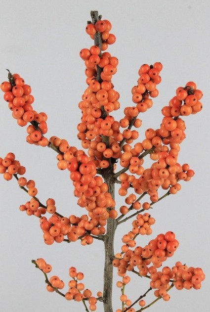 Ilex Ve Winter Gold 40cm Nj.