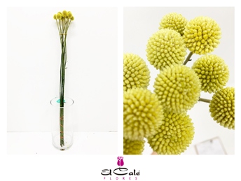 Craspedia 75cm x10