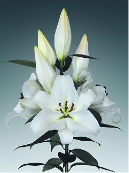 Oriental Hol. Bl. White Passion 80cm 2 flores