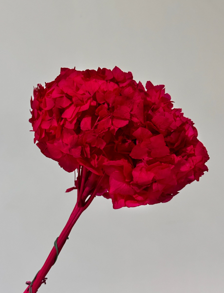 Hortensia Preservada Roja 20x30Hcm