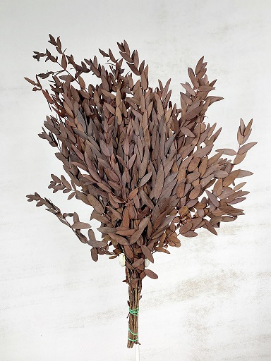 Eucalipto Parviflora Preservado Rojo 70cm 150g