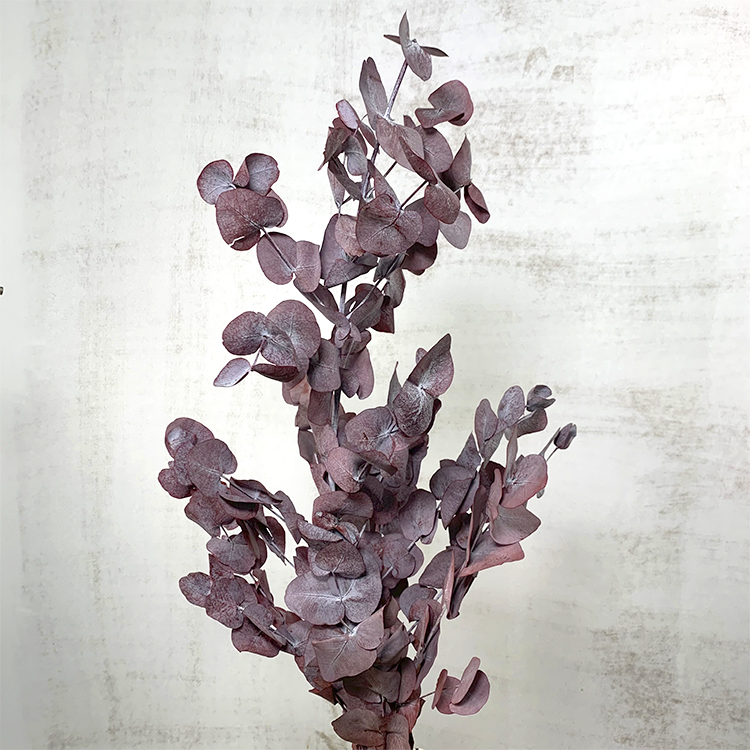 Eucaliptus Cinerea Preservado Rojo 150g