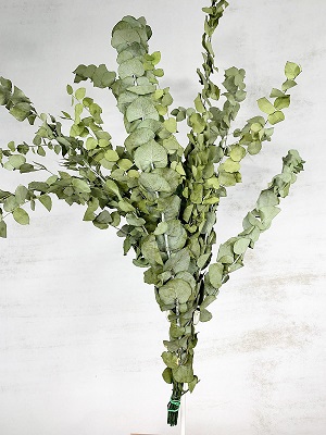 Eucaliptus Escerwatiana Liofilizado Verde 150g
