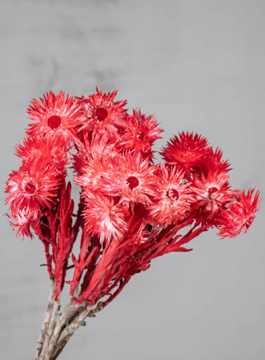 Helichrysum Capblumen Seco Red 40cm 50g