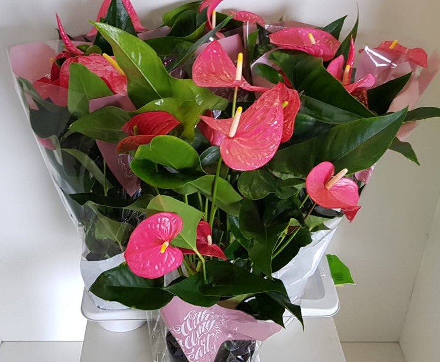 P. Anthurium An Maine 17/75cm x6  +5Flores