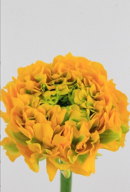 Ranunculos Hol. Pon Pon Luna 45cm 25gr x10