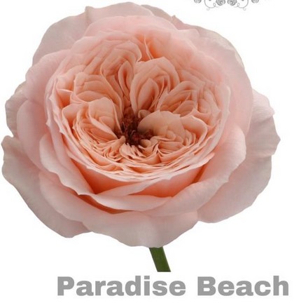 Rosa Hol. Paradise Beach 60cm