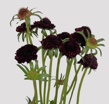 Scabiosa Nac. Granate 60cm x10