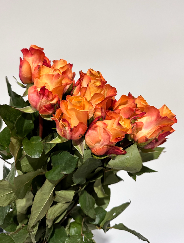 Rosa Hol. Monalisa+ 40cm x10