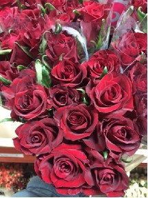 Rosa Hol. a Ever Red 60cm Rj