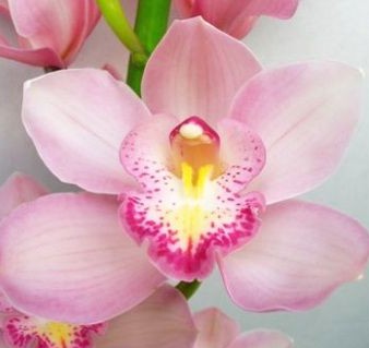 Cymbidium Miami 80cm Rs