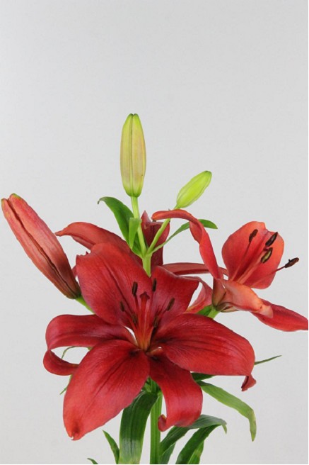 Lilium LA. Hol. Rj. Corleone 90cm 4/5 fl.