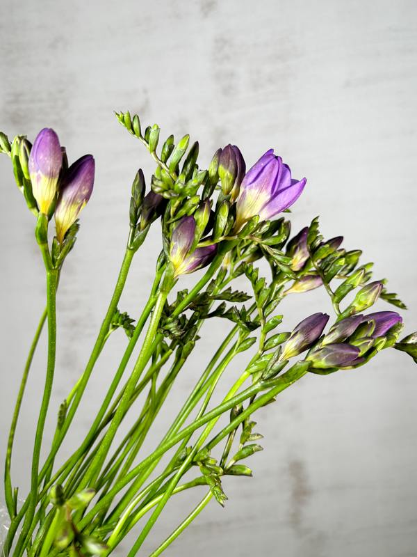 Fresia Nac. Morada Extra