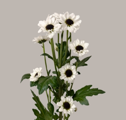 Santini Nac. Yin Yan 70cm