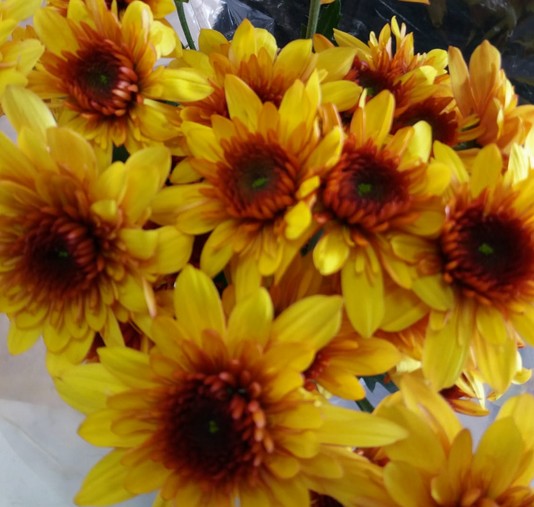 Margarita Nac. Podolsk Amarilla 75gr